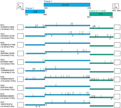 Variable Baseline Papio cynocephalus Endogenous Retrovirus (PcEV) Expression Is Upregulated in Acutely SIV-Infected Macaques and Correlated to STAT1 Expression in the Spleen